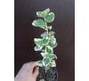 Бересклет , бруслина 'Emerald Gaiety' (Euonymus  fortunei 'Emerald Gaiety') 